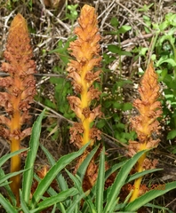 Orobanche haenseleri