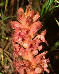 Orobanche haenseleri