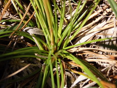 Juncus squarrosus