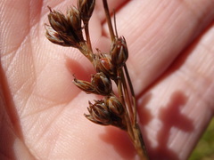 Juncus squarrosus