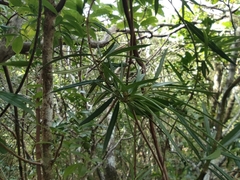 Secamone volubilis