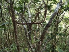 Secamone volubilis