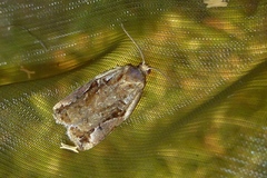 Archips oporana