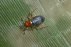 Capsus ater