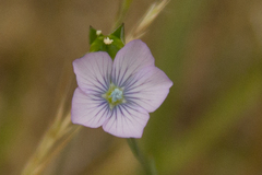 Linum pratense