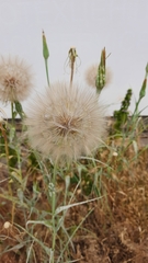 Tragopogon dubius