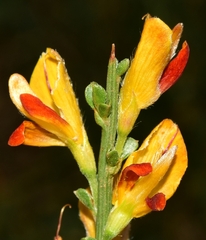 Genista versicolor