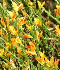 Genista versicolor