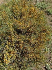 Genista versicolor