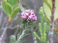 Amphithalea ericifolia