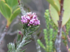 Amphithalea ericifolia