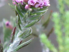 Amphithalea ericifolia