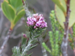 Amphithalea ericifolia