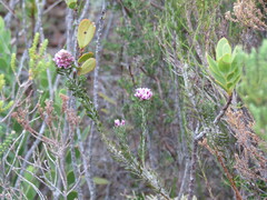 Amphithalea ericifolia