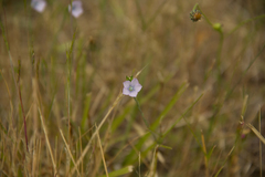 Linum pratense
