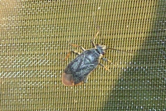 Phoenicocoris obscurellus