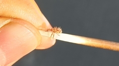 Rhamnapoderus