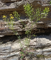 Rorippa pyrenaica