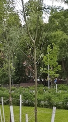 Phoenicurus phoenicurus