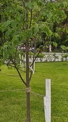 Phoenicurus phoenicurus