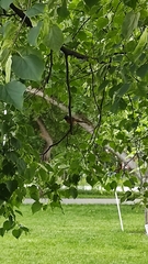 Phoenicurus phoenicurus