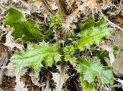 Berkheya onobromoides carlinoides