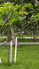 Phoenicurus phoenicurus