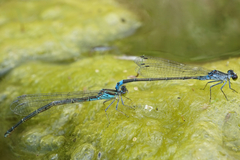 Paracercion calamorum calamorum