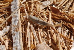 Sphingonotus caerulans