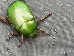 Anomala rubripes rubripes