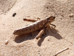 Acinipe