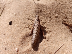 Acinipe