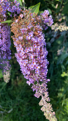 Buddleja davidii