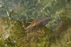 Laccotrephes japonensis