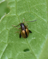 Phyllotreta armoraciae