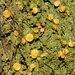 Coenogonium lutescens - Photo (c) Reiner Richter, algunos derechos reservados (CC BY-NC-SA), subido por Reiner Richter