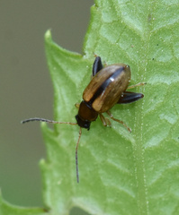 Phyllotreta armoraciae