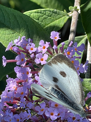 Pieris brassicae