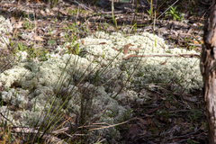 Pulchrocladia ferdinandii