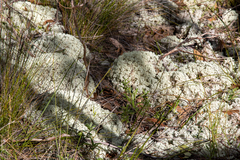 Pulchrocladia ferdinandii