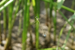 Ischnura asiatica