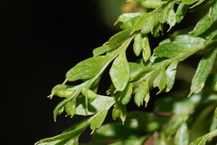 Tmesipteris obliqua