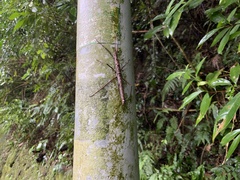 Neohirasea