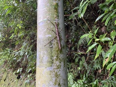 Neohirasea