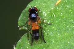 Callomyia amoena