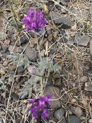 Oxytropis pumila