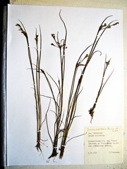 Juncus papillosus