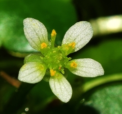 Ranunculus hederaceus