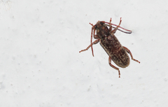 Trichoferus holosericeus