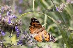 Vanessa cardui